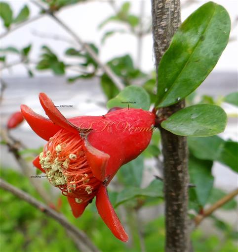 Flower (Lateral view)